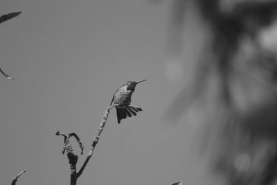 Bird flying in the sky