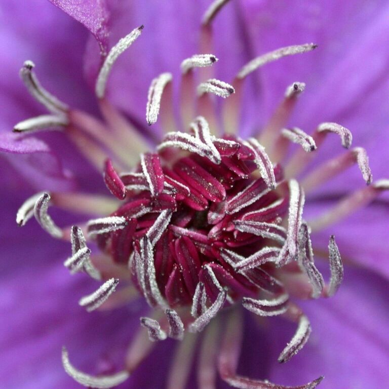 flower, petal, fragility, freshness, flower head, close-up, growth, beauty in nature, selective focus, nature, pink color, extreme close-up, purple, plant, macro, focus on foreground, drop, blooming, stamen, in bloom