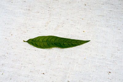 High angle view of leaf