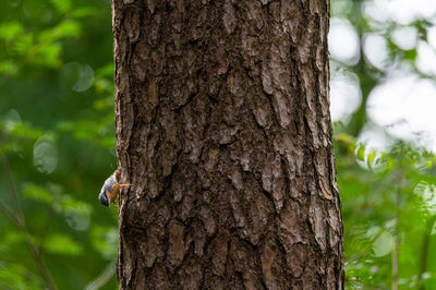 Close-up of a tree trunk