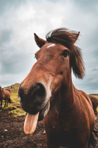 Close-up of horse sticking out tongue on field against cloudy sky