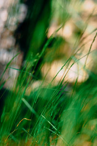 Close-up of grass on field