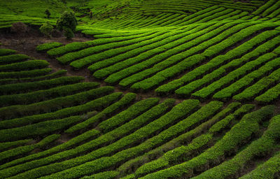 Scenic view of agricultural field