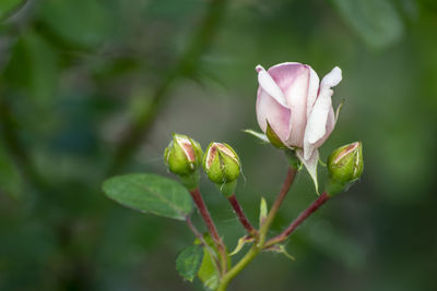 Close-up of rose bud