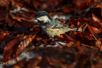 Close-up of coal tit foraging for beech seeds among dry leaves