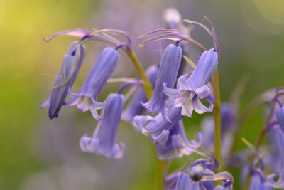 Close-up of purple flowers