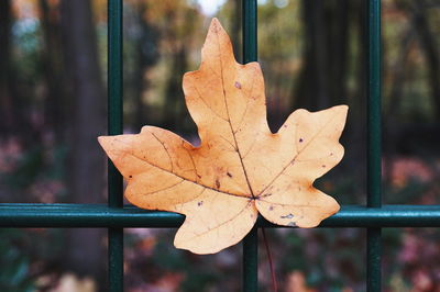Close-up of dry maple leaf on metal fence