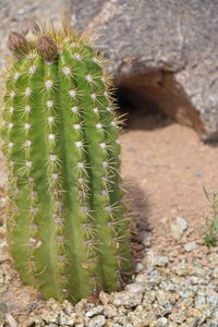 Close-up of cactus growing on field