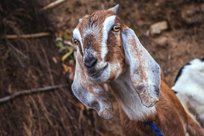 Close-up portrait of goat