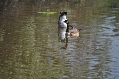 Duck swimming in lake