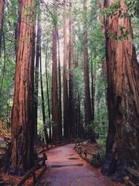 Footpath passing through forest