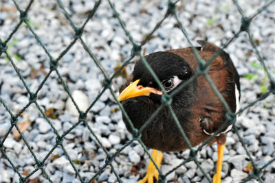 Close-up of a bird against fence