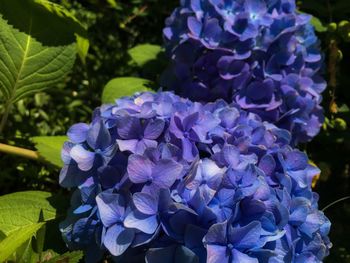 Close-up of purple hydrangea flowers on the rany summer season in kamakura city near by tokyo japan