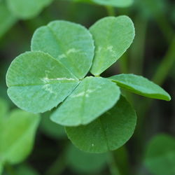 Close-up of wet plant leaves