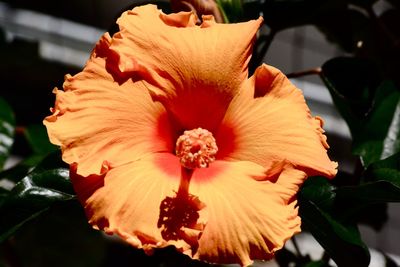 Close-up of hibiscus blooming outdoors