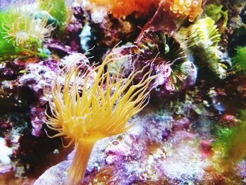 Close-up of coral in sea