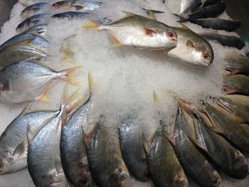 High angle view of fish for sale in market