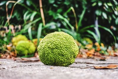 Close-up of plant growing outdoors