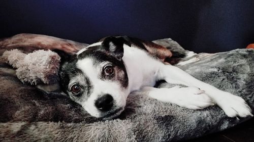 Close-up portrait of dog relaxing at home