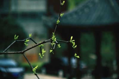 Close-up of plant