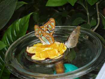 High angle view of butterfly on glass