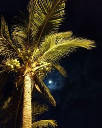 Low angle view of palm tree against sky at night