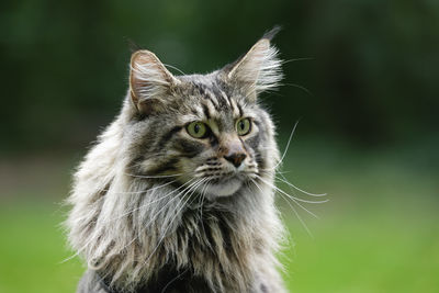 Close-up portrait of a cat