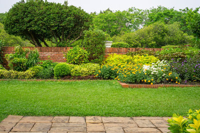 Plants growing in garden