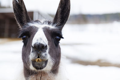 Lama head with bokeh background