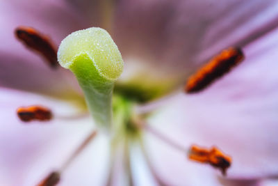 Close-up of flowering plant