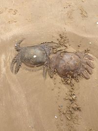 High angle view of crab on sand