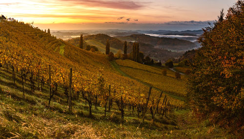 Scenic view of vineyard against sky during sunset