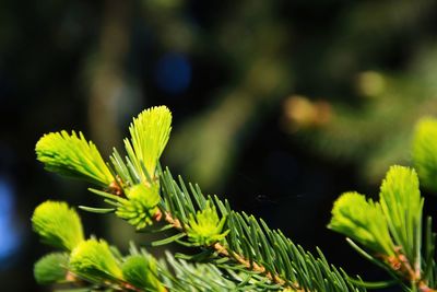 Close-up of pine tree