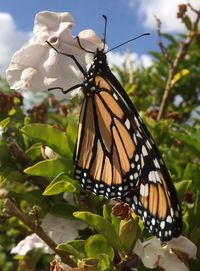 Butterfly on flower