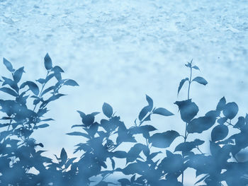 Close-up of flowers against sky