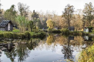 Reflection of trees in water