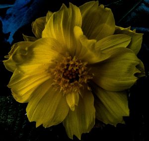 Close-up of yellow flower blooming outdoors