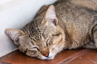 Close-up of cat sleeping