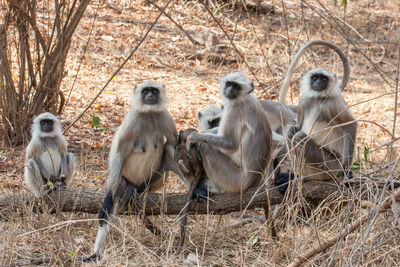View of monkey sitting