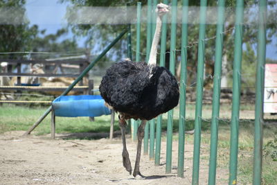 Close-up of bird perching outdoors