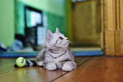 Kitten sitting on hardwood floor