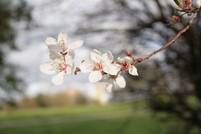 Close-up of flowers on branch