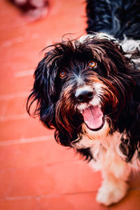 High angle view of portrait of dog