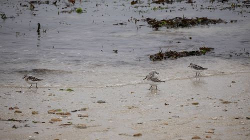 High angle view of birds on beach