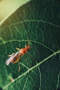 Close-up of butterfly on leaf