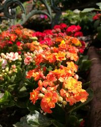 Close-up of flowering plants