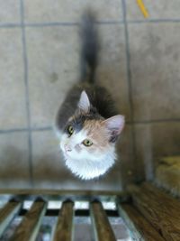 Close-up portrait of cat