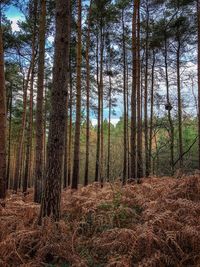 Trees in forest