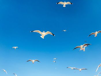 Low angle view of seagulls flying