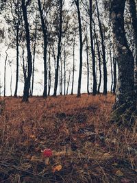 Bare trees on field against sky